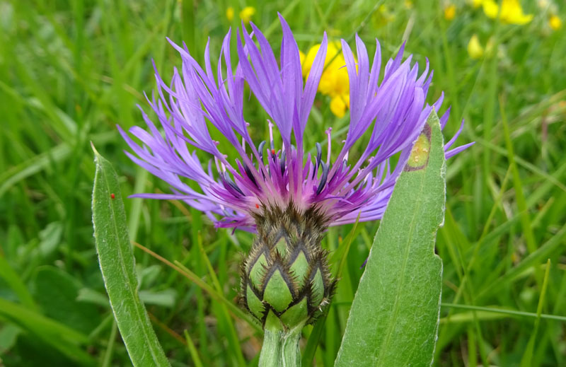 Cyanus triunfettii - Asteraceae